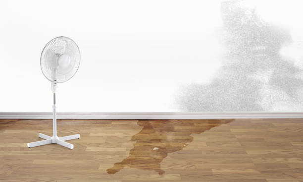 Best Mold removal after water damage  in , IL