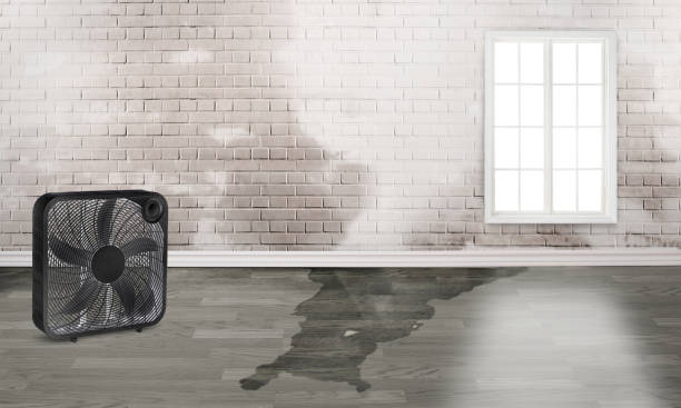 Best Water damage repair service  in , IL